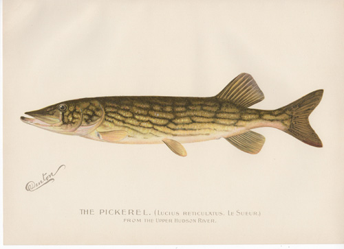 Denton fish lithograph from 1896